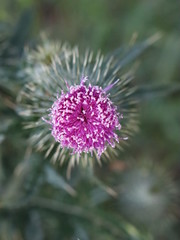 Close up of a flower