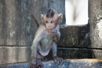 可愛いサル