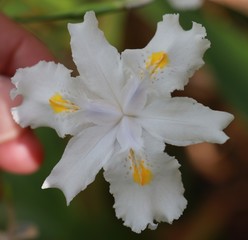 Fototapeta na wymiar closeup of white flower