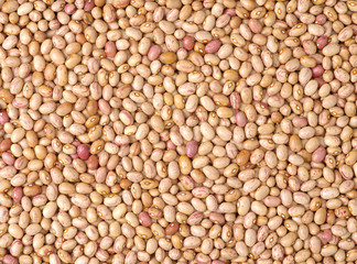 roman bean background