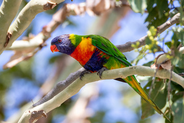 Rainbow Lorikeet perched on tree branch