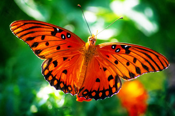 Butterfly 1