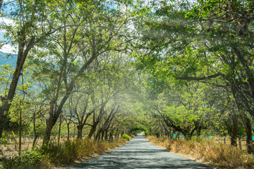 Fototapeta premium Road in the forest