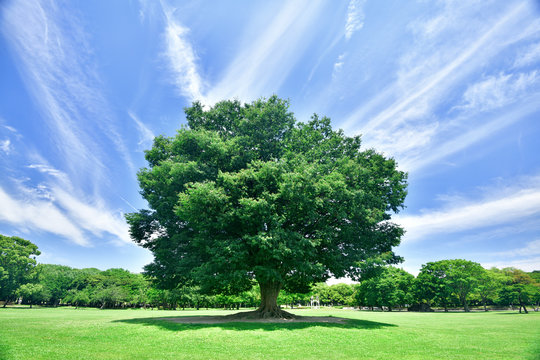 大樹 の画像 2 471 件の Stock 写真 ベクターおよびビデオ Adobe Stock