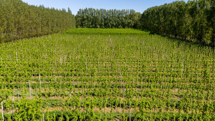 Aerial view of agricultural production. Rows of apple or pear trees on a farm in a valley. Pear or Apple Plantation