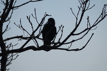 The bird on the tree
