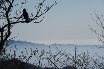 The bird on the tree