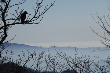 The bird on the tree