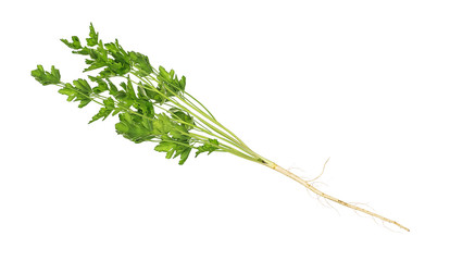 parsley stalk with root on an isolated white background