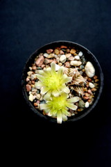 Flowering cactus with colorful flowers