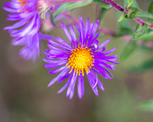 Obraz premium purple flower