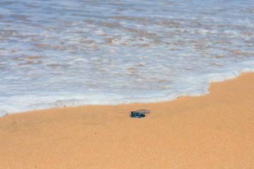 bluebottle on the beach