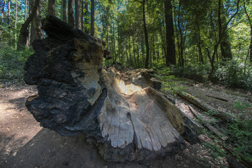 Burned out Redwood