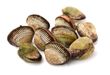 scapharca subcrenata on white background