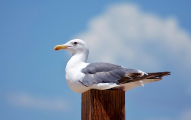 seagull perched on post