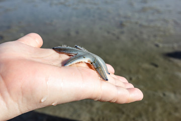 hand holding starfish with ground background