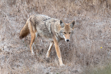 Obraz premium Coyote < Point Reyes National Seashore