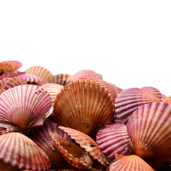 Raw scallop on white background 