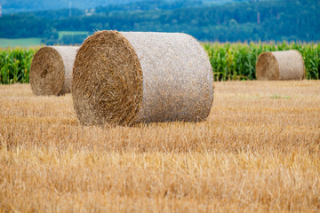 Fototapeta premium Hay bales on the field after harvest