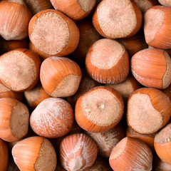 Hazelnut on white background