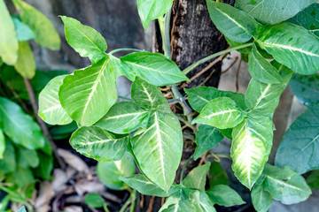 Fototapeta na wymiar Green leaves pattern,leaf of Syngonium podophyllum or Nephthytis in the garden