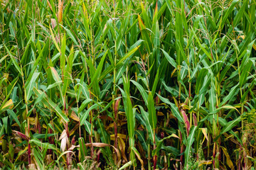 Green corn field