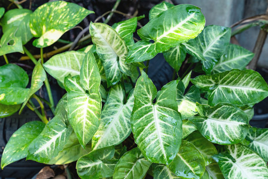 Green leaves pattern,leaf of Syngonium podophyllum or Nephthytis in the garden