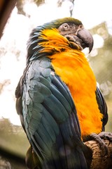 blue and yellow macaw