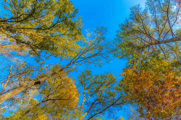 Fototapeta premium Looking up into the trees in the fall with a clear blue sky in the background