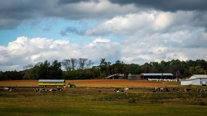 Fototapeta na wymiar Cows grazing in a field on a stormy day with farm building and tractor with trailer in the background