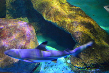 fish in aquarium