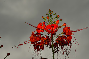 Flor roja con fondo cielo nublado