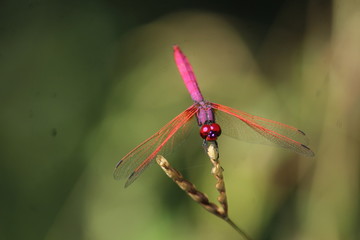 Dragonfly sitting on the weed