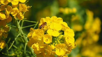 菜の花