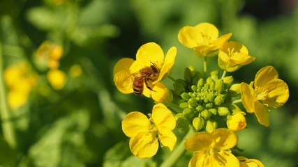 菜の花