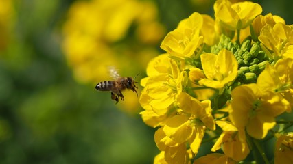 菜の花