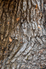 tree trunk surface with rough barks and few dry leaves on top texture background