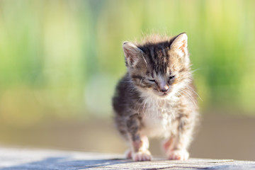 kitten blinking in green background