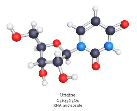 Uridine is a nucleoside of RNA, composed of uracil as the nucleobase and ribose as the sugar.