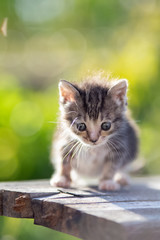 kitten on green background