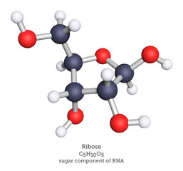 Ribose monosaccharide molecule shown as a ball-and-stick 3d illustration. Ribose is the sugar component of RNA.