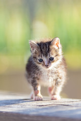 kitten on a background