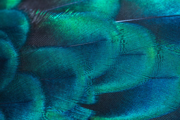 Peacock feathers in closeup (Green peafowl) - 301664749