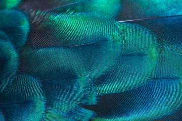 Papier Peint photo Photographie macro Peacock feathers in closeup (Green peafowl)