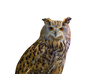 Brown fish owl isolated on white background