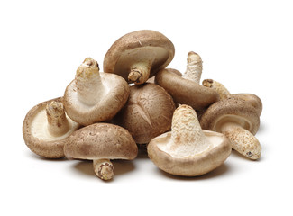 Shiitake mushroom on the White background 