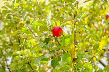 an apple on a branch from tree in Hirosaki, Aomori Prefecture, Tohoku region, Japan.