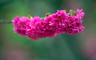 flower, tree, blossom, spring, nature, pink, branch, flowers, cherry, bloom, plant, blooming, red, garden, green, macro, beauty, petal, season, natural, sakura, flora, floral, beautiful, apple