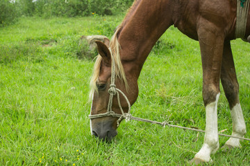 Naklejka na ściany i meble A brown horse eating green grass in the field