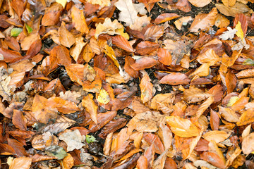 Dead leafs on ground macro background fifty megapixels prints